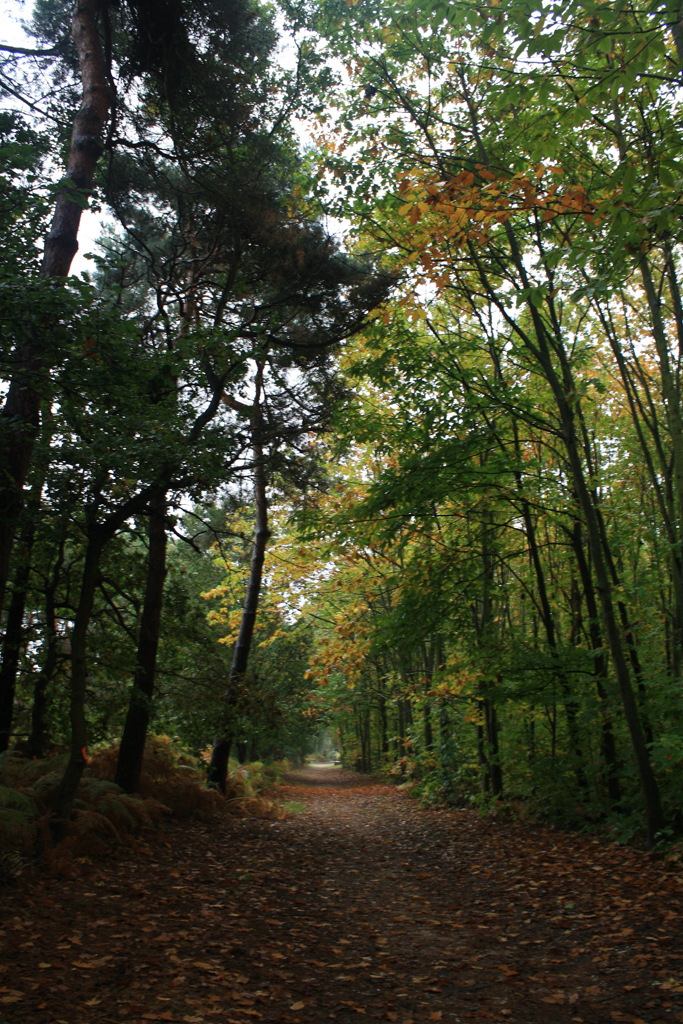 Les champignons de nos forêts et jardins - Ville de  Saint-Étienne-du-Rouvray - Site officiel